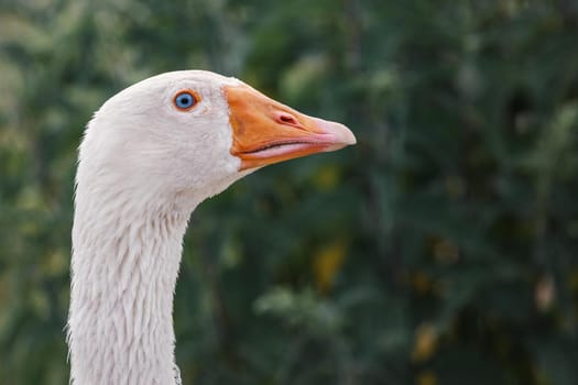 Portrait of beautiful white domestic goose. High quality photo
