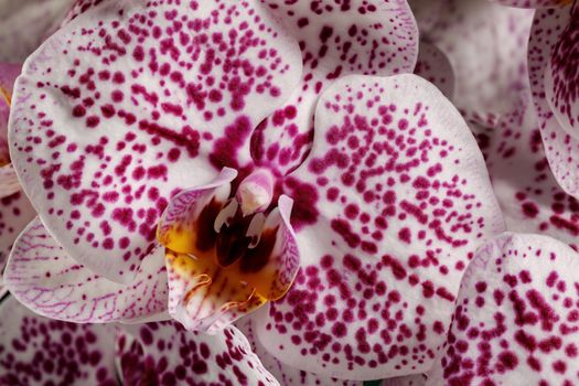 Orchid Dalmatian close up background. White flower blossom with purple dots full frame photo.