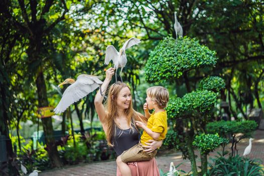 Mother and son feeding ibes in the park Little Egret Cattle egret Bubulcus ibis Waters Edge. Family spends time in the park together.