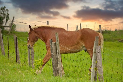 A Male Flaxen Chestnut Horse Stallion Colt with his Foot Caught in a Wire Fence Trying to Remove it After Grazing Over the Fence. High quality photo