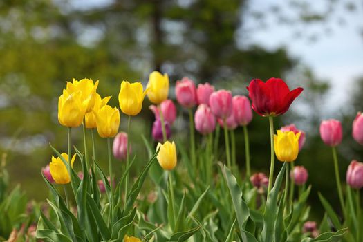 Multi Colored Tulips With Shallow Depth of Field and Creamy Bokeh Background. High quality photo