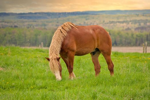 A Male Flaxen Chestnut Horse Stallion Colt Grazing in a Pasture Meadow with a Golden Sunset. High quality photo