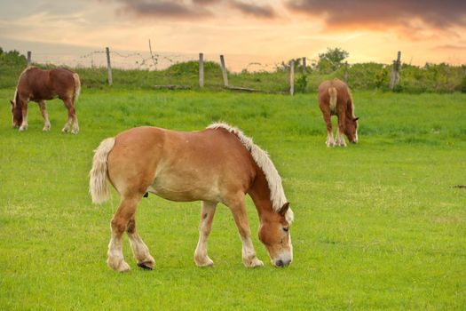 Three Male Flaxen Chestnut Horse Stallion Colts Grazing in a Pasture Meadow with a Golden Sunset. High quality photo