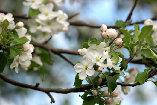 Close-up branch of apple blossom on a sunny spring day Against a Blue Sky. High quality photo