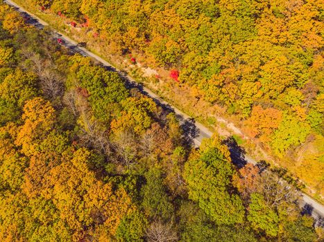 Aerial view of road in beautiful autumn forest at sunset. Beautiful landscape with empty rural road, trees with red and orange leaves. Highway through the park. Top view from flying drone. Nature.