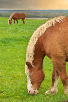 Two Male Flaxen Chestnut Horse Stallion Colt Grazing in a Pasture Meadow with a Golden Sunset. High quality photo