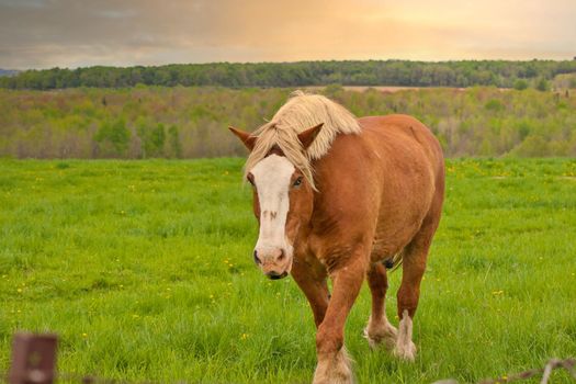 A Male Flaxen Chestnut Horse Stallion Colt Walking Through a Pasture Meadow between grazing with a Golden Sunset. High quality photo