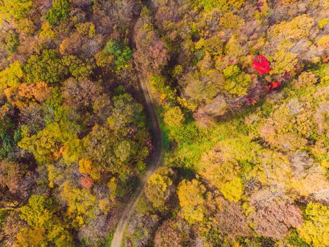 Aerial top down view of autumn forest with green and yellow trees. Mixed deciduous and coniferous forest. Beautiful fall scenery.