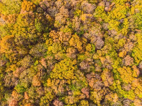 Aerial top down view of autumn forest with green and yellow trees. Mixed deciduous and coniferous forest. Beautiful fall scenery.