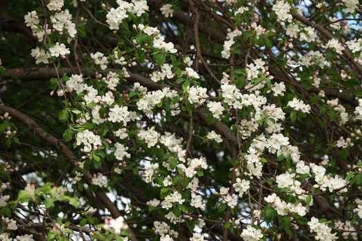 Close-up branch of apple blossom on a sunny spring day. High quality photo