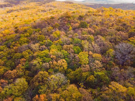 Aerial top down view of autumn forest with green and yellow trees. Mixed deciduous and coniferous forest. Beautiful fall scenery.