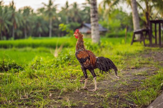 big beutiful rooster walking in green grass.