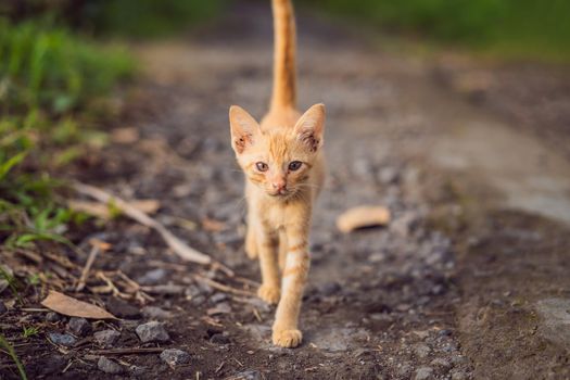 Red cat on a dirt road. Domestic red white cat.