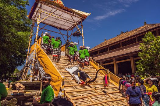 Ubud, Bali, Indonesia - April 22, 2019 : Royal cremation ceremony prepation. Balinese hindus religion procession. Bade and Lembu Black Bull symbol of transportation for the spirit to the heaven.