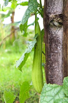 Fresh and Healthy Zucchini Closeup on tree on farm