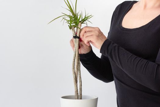Woman holding by thread twisted three trunks of Dracaena marginata in pot on white background