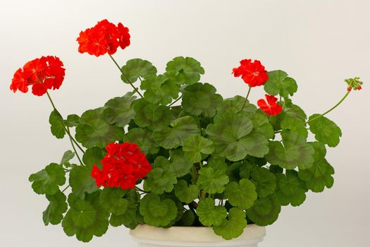 Blooming Geranium bush with red flowers indoor on white background