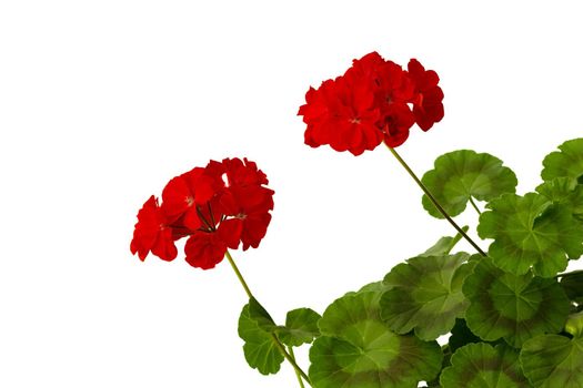 Blooming Geranium branch with red flowers indoor on white background