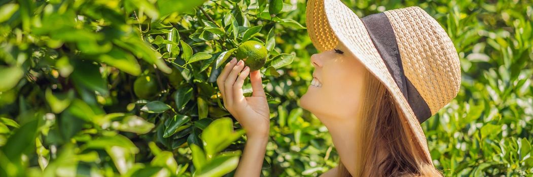 BANNER, LONG FORMAT Portrait of Attractive Farmer Woman is Harvesting Orange in Organic Farm, Cheerful Girl in Happiness Emotion While Reaping Oranges in The Garden, Agriculture and Plantation Concept.