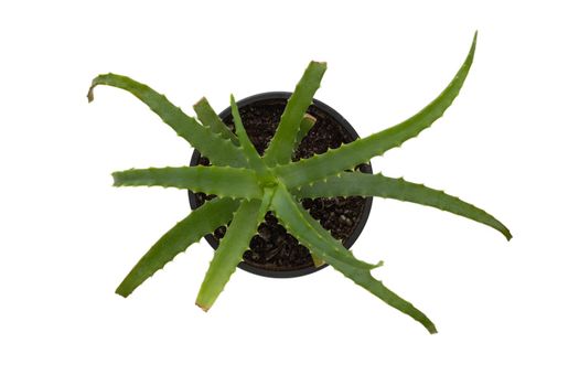 Top view of isolated aloe vera with damaged edges in pot on white background