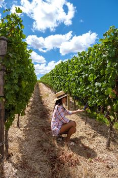 Vineyard landscape at sunset with mountains in Stellenbosch, near Cape Town, South Africa. wine grapes on vine in vineyard, woman in vineyar