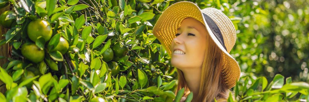 BANNER, LONG FORMAT Portrait of Attractive Farmer Woman is Harvesting Orange in Organic Farm, Cheerful Girl in Happiness Emotion While Reaping Oranges in The Garden, Agriculture and Plantation Concept.