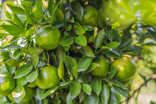 Mandarin tree with ripe fruits. Mandarin orange tree. Tangerine. Branch with fresh ripe tangerines and leaves image. Satsuma tree picture, soft focus.