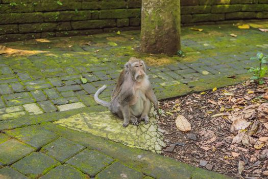 Monkeys in Ubud Monkey Forest, Bali Island, Indonesia