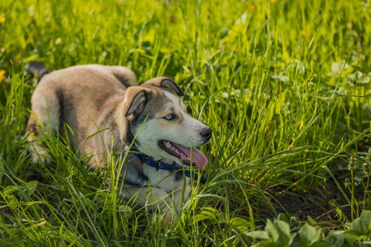 close-up portrait of a dog sitting in the grass