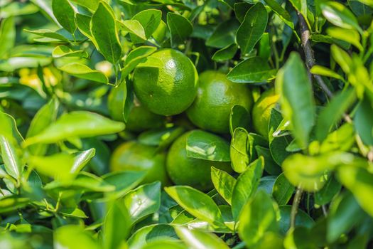 Mandarin tree with ripe fruits. Mandarin orange tree. Tangerine. Branch with fresh ripe tangerines and leaves image. Satsuma tree picture, soft focus.