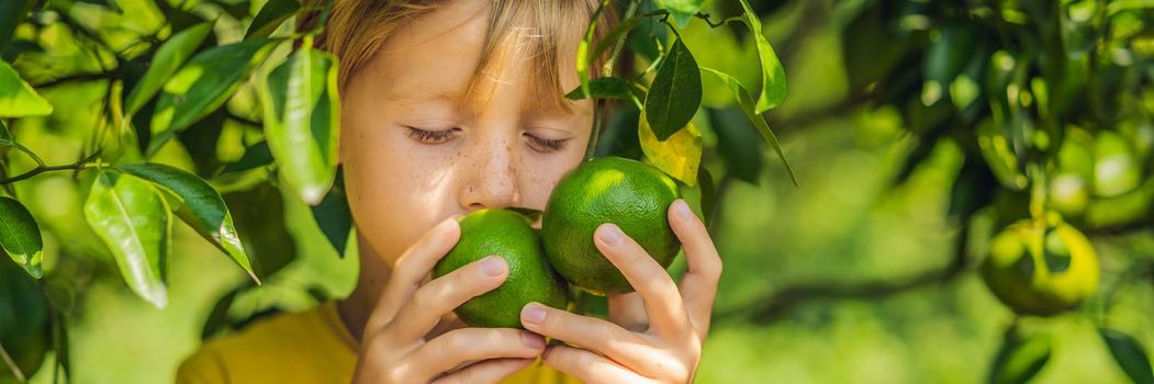 Cute boy in the garden collects tangerines. BANNER, LONG FORMAT