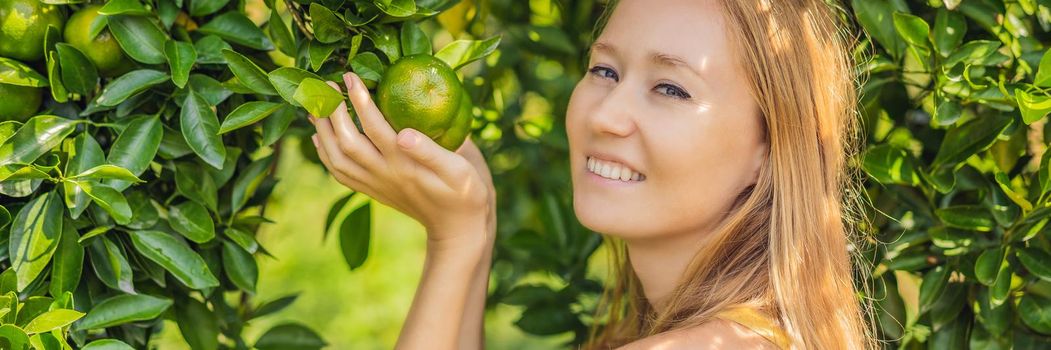 BANNER, LONG FORMAT Portrait of Attractive Farmer Woman is Harvesting Orange in Organic Farm, Cheerful Girl in Happiness Emotion While Reaping Oranges in The Garden, Agriculture and Plantation Concept.