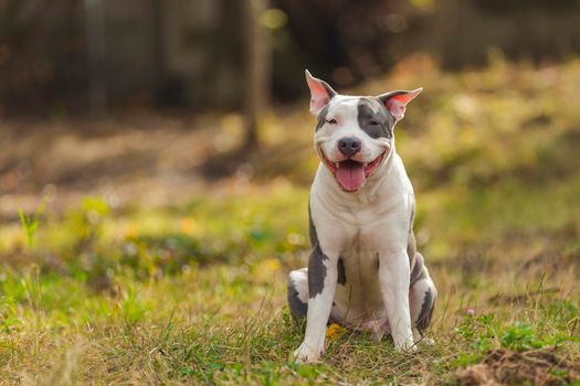 positive pit bull puppy on the lawn