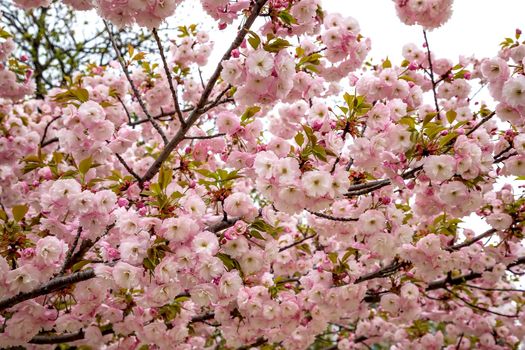Beautiful gentle colors of Cherry blossoming tree. Sakura. Prunus serrulata. Yaezakura