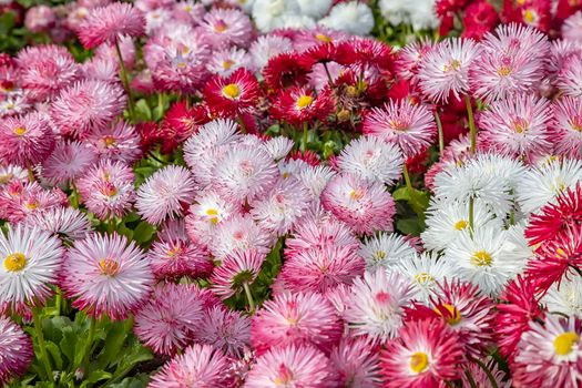 Close up of mixed colorful of Common Daisy- Monstrosa. Corsican Bellis Perennis Flower.