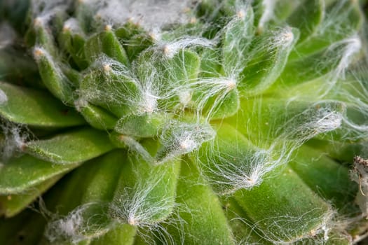 Cactus leaves, detailed close up photo, white threads between leaves visible