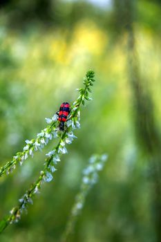 Beautiful small bug sitting on the delicate flower.Blurred background. Vertical view