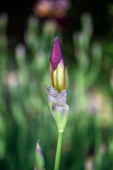 Beautiful Iris flower bud. Vertical view