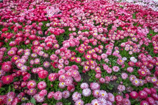Carpet of mixed colorful flowers of Common Daisy- Monstrosa. Corsican Bellis Perennis Flower.