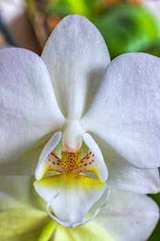 Beautiful blooming white orchid flowers close up. Vertical view