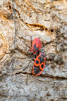 Close up of European Firebug (Pyrrhocoris apterus) on a wooden bark in the spring, looking for a mate in the season of reproduction,Vertical view