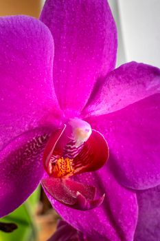 Beautiful blooming red orchid flowers close up. Vertical view