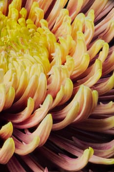 extrem closeup of chrysanthemum morifolium with yellow and orange petals from a low angle