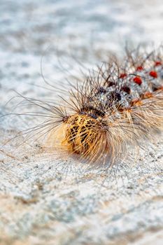 The hairy caterpillar in close-up. Selective focus