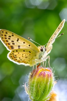 Amazing macro of a butterfly on a flower bud with green background. Vertical view