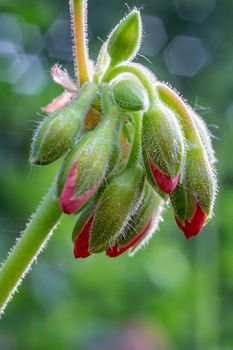 Beautiful view at Pelargonium or Geranium flower close look at a cluster of red buds and green leaves. Vertical view