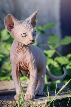 Lovely Canadian sphynx kitten standing in a sunlit farm yard. A hairless cat posing in nature at summer time. Concept, pets love, animal life, cats breeding, enjoy freedom