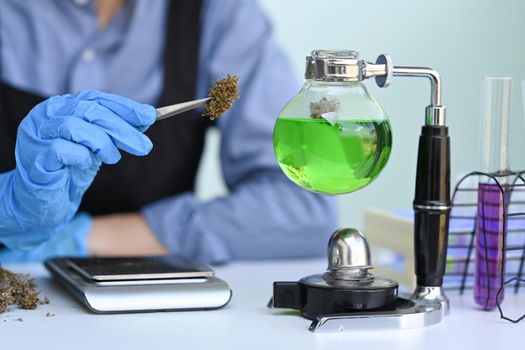 Scientist testing and analyzing cannabis plants for the extraction of medicinal oil. Concept of herbal alternative medicine, cbd oil, pharmaceutical industry.