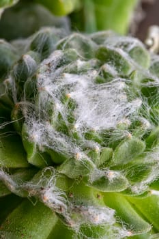 Cactus leaves, detailed close up photo, white threads between leaves visible. Vertical view