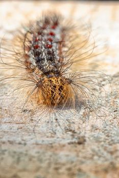The hairy caterpillar in close-up. Selective focus